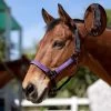 Kensington Premium Breakaway Halter - Black/Lavender Mint